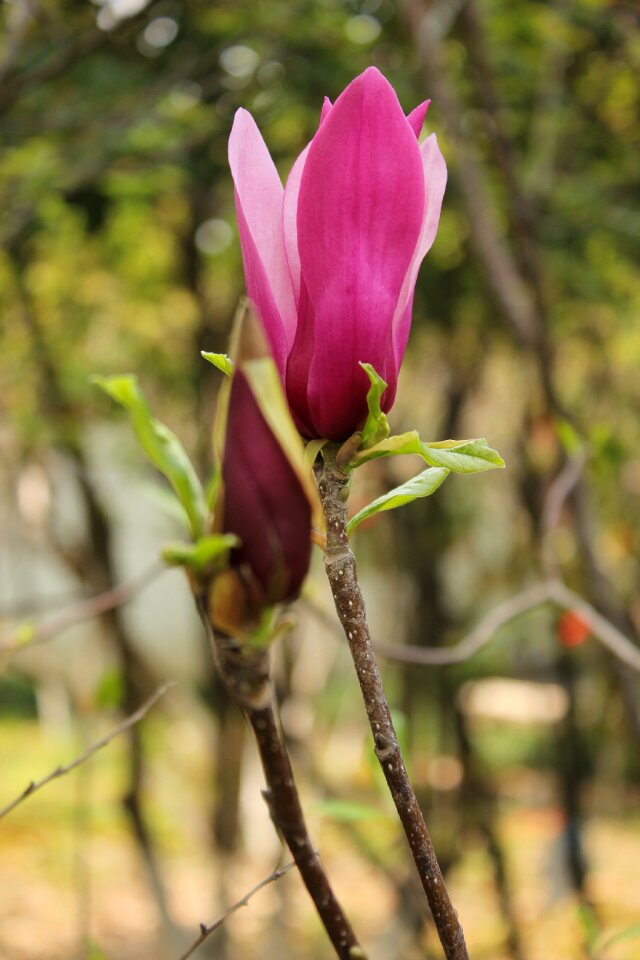 Kapok bud magnolia