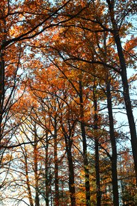 Colors autumn tree branches photo