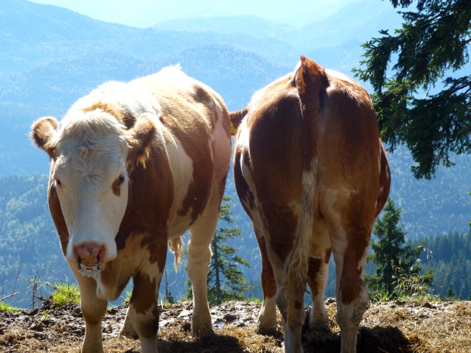 Cows sun mountains