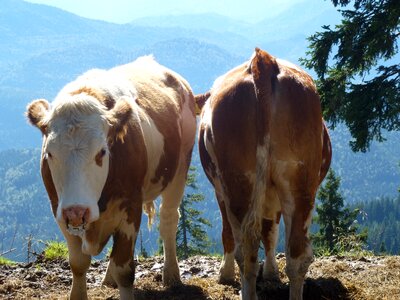 Cows sun mountains