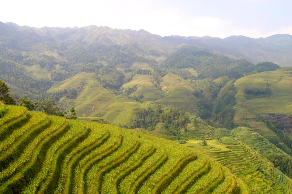Rice fields asia landscape