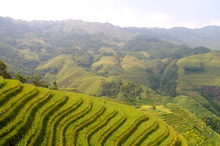 Rice fields asia landscape photo