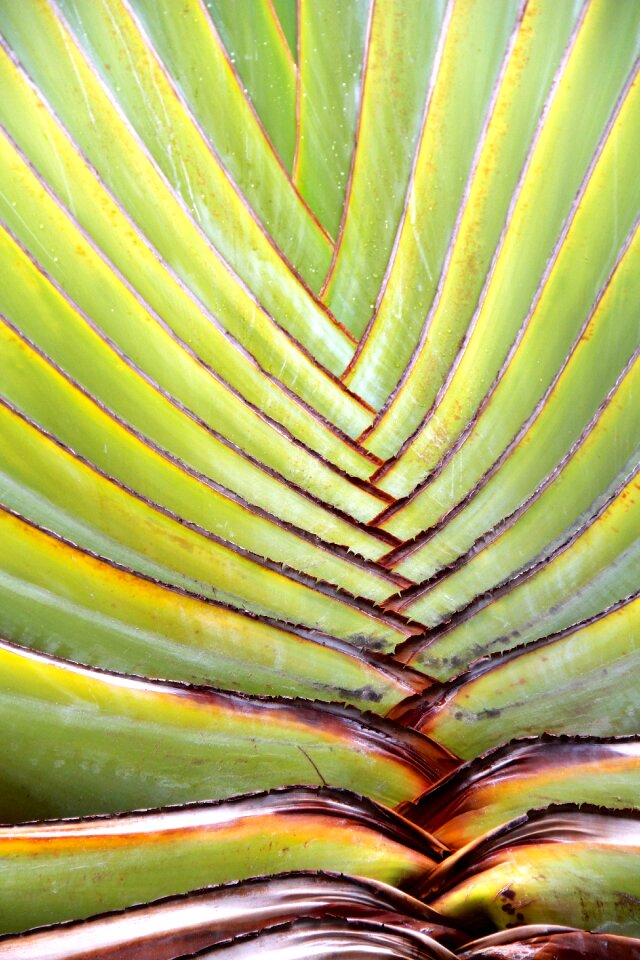 Cactus agave tropics