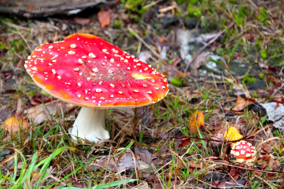 Mushrooms nature forest floor