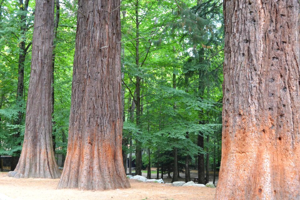 Tree green forest