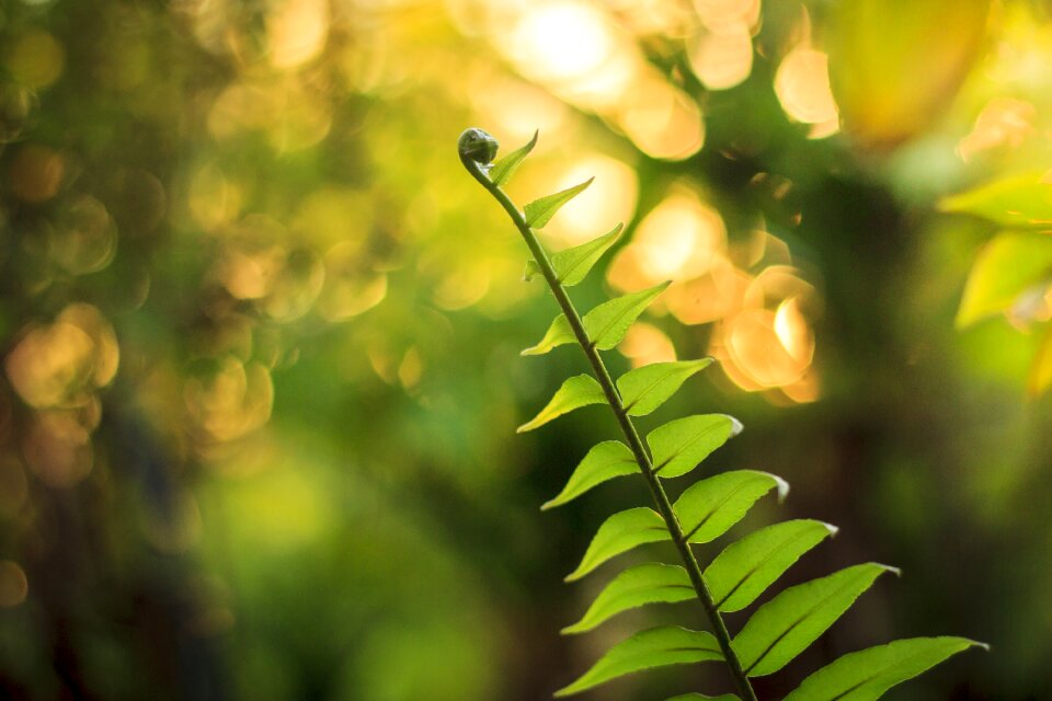 Environment botanical fresh