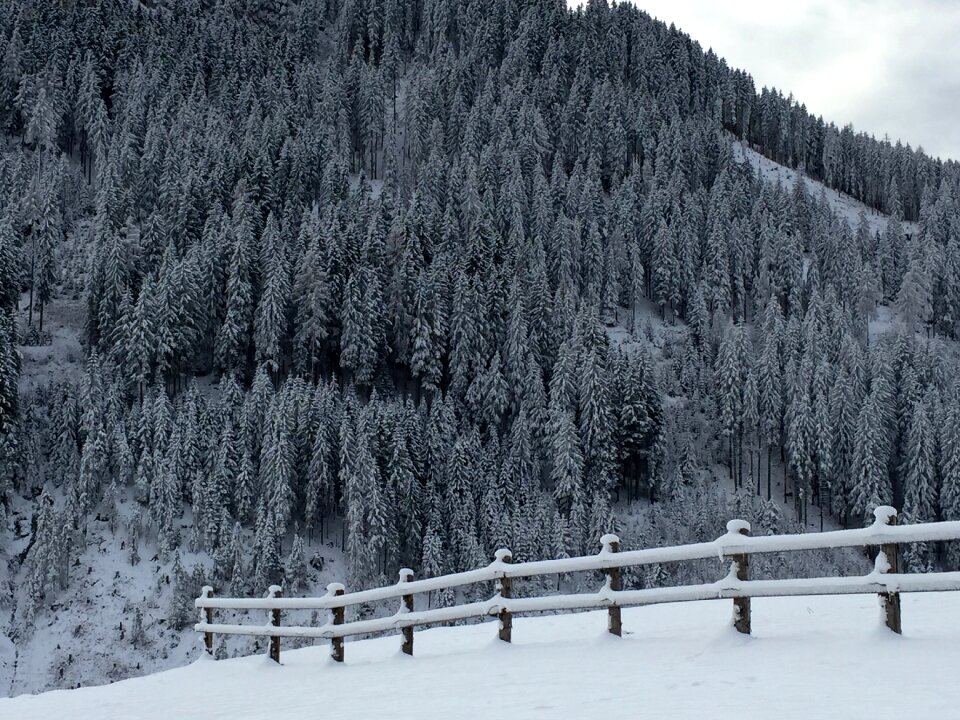 Wintry winter dream winter forest