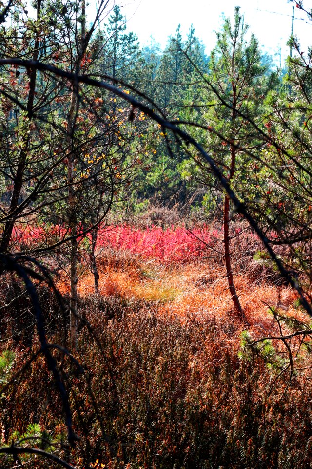 Colors autumn tree branches