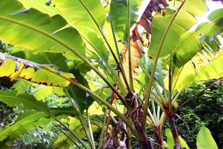 Tree exotic palm tree