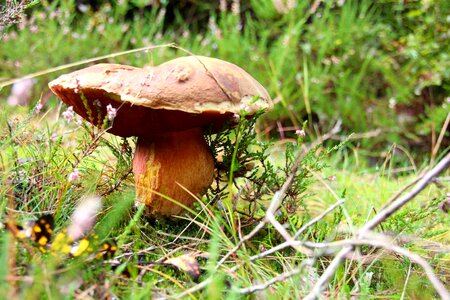 Mushrooms nature forest floor