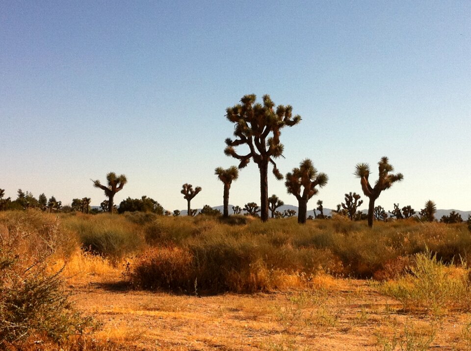 Nature desert landscape plant