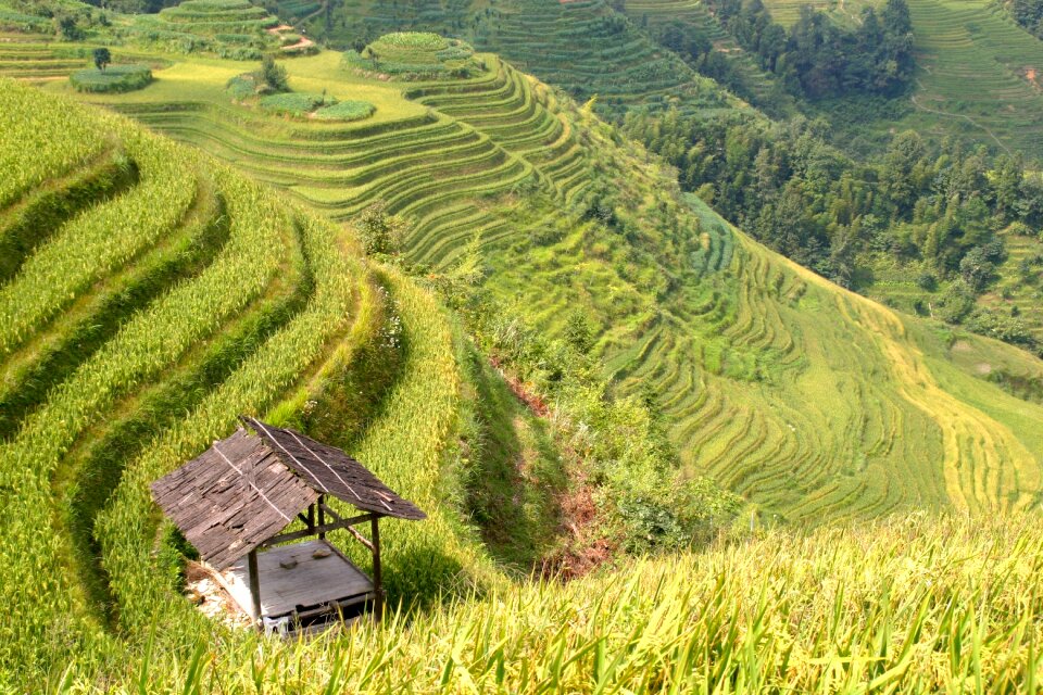 Rice fields asia landscape