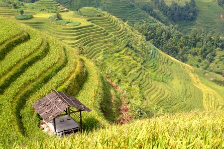 Rice fields asia landscape