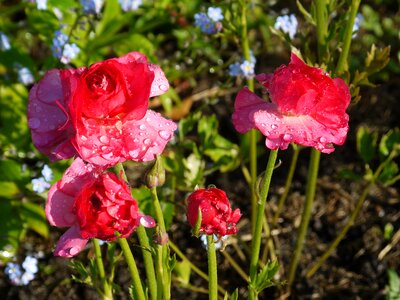 Floral nature spring photo