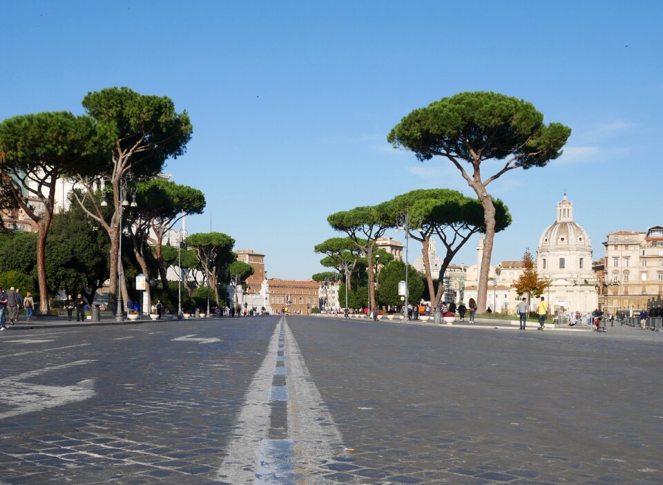 Trees landscape city