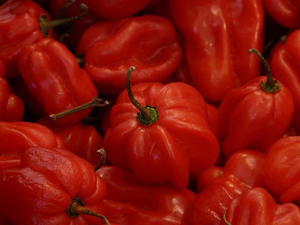 Sharp capsicum chinense paprika