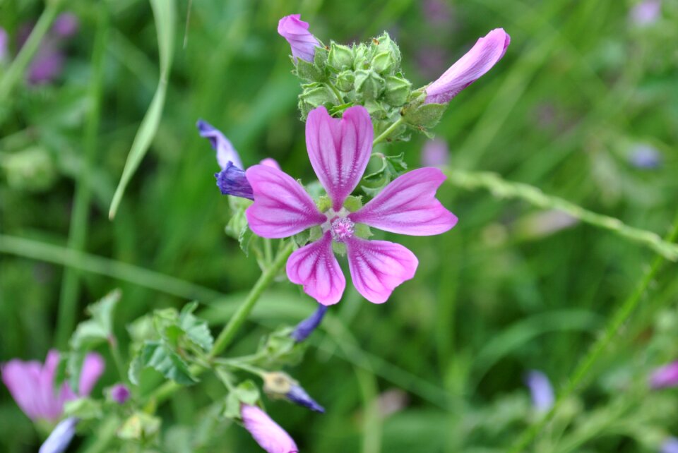 Nature spring flower petal
