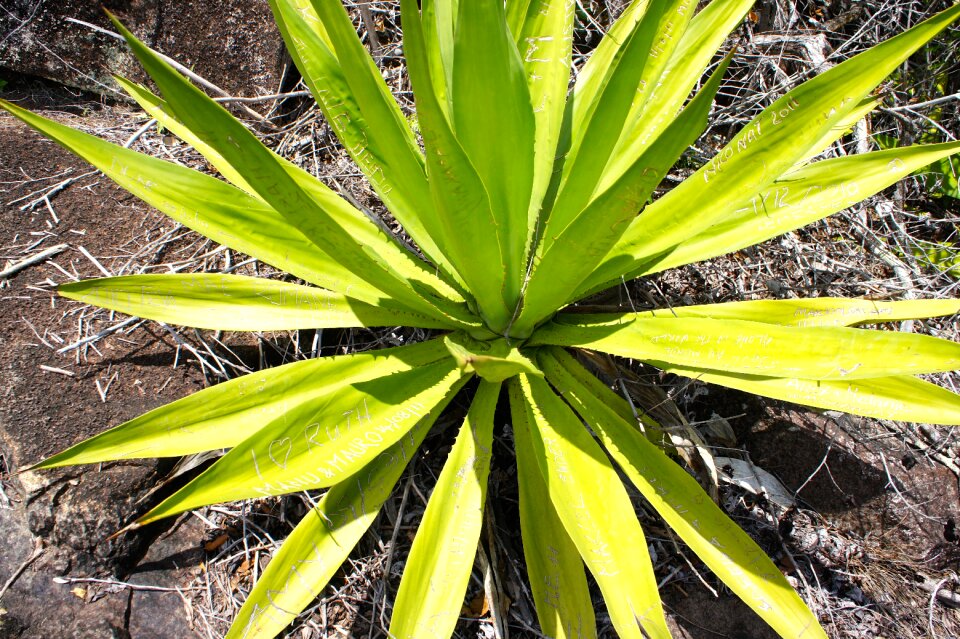 Cactus agave tropics