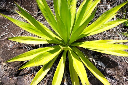 Cactus agave tropics