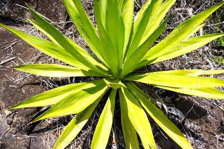 Cactus agave tropics photo