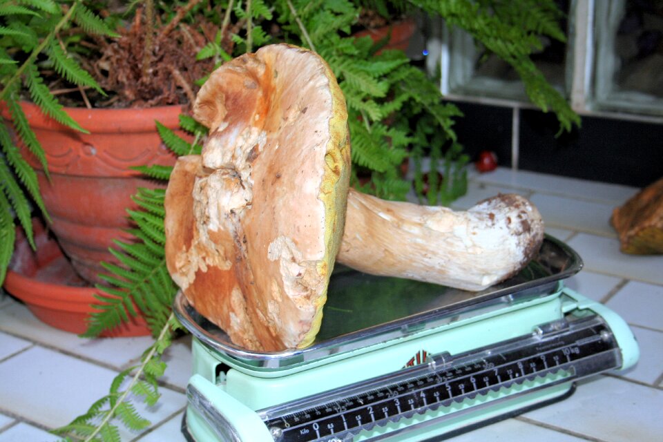 Kitchen scale nature last