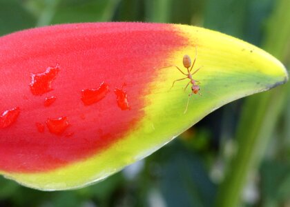 Red flora tropical