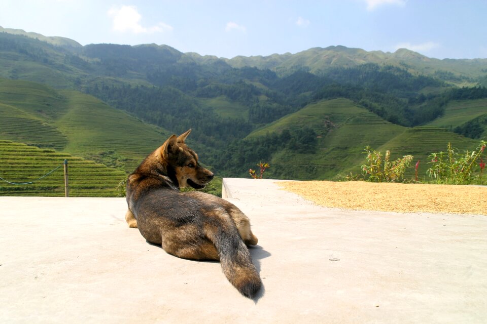 Guard dog guards concerns