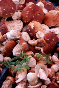 Mushrooms nature market photo