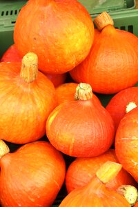 Gourd decorative squashes orange photo