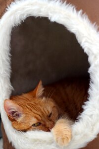 Mieze pets domestic cat