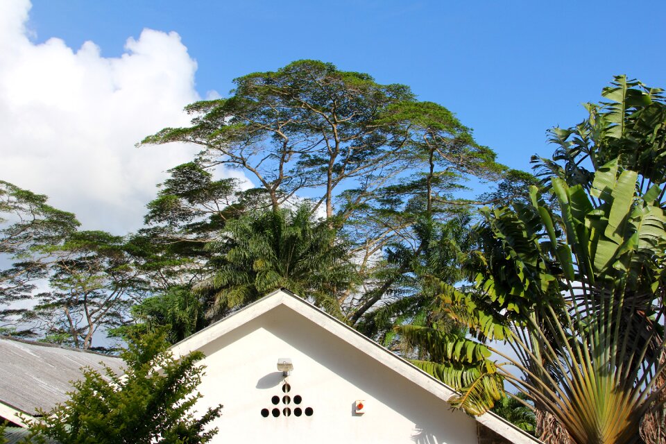House top date palm