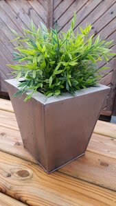 Beautiful bloom plant