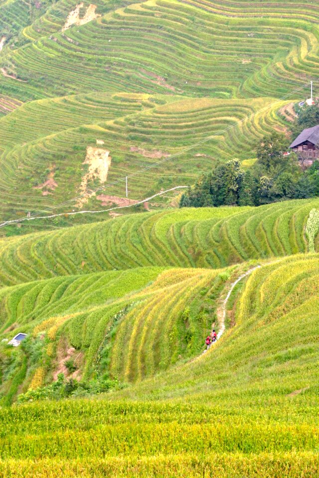 Rice fields asia landscape