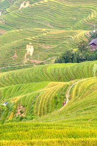 Rice fields asia landscape photo