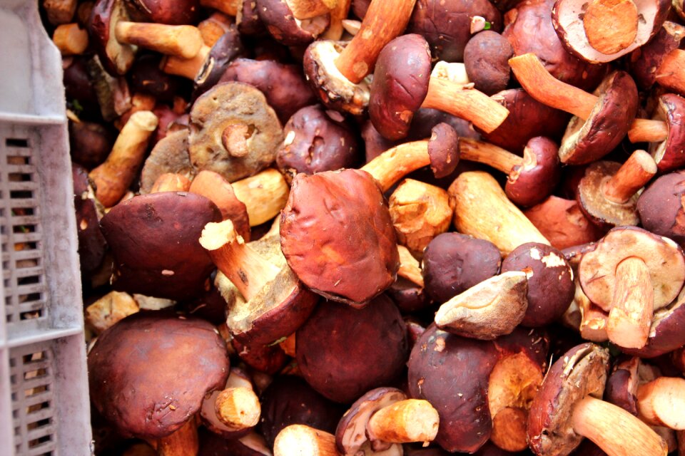 Mushrooms nature market
