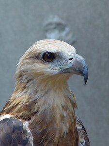 Bird of prey raptor close up photo