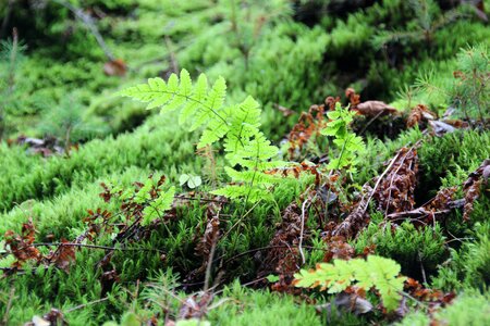 Jungle bush plant