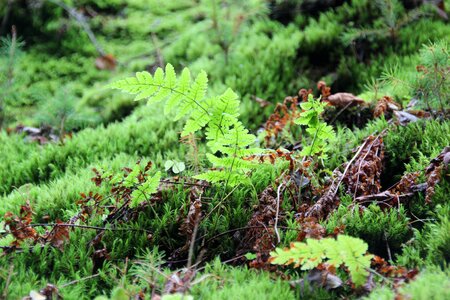 Jungle bush plant photo