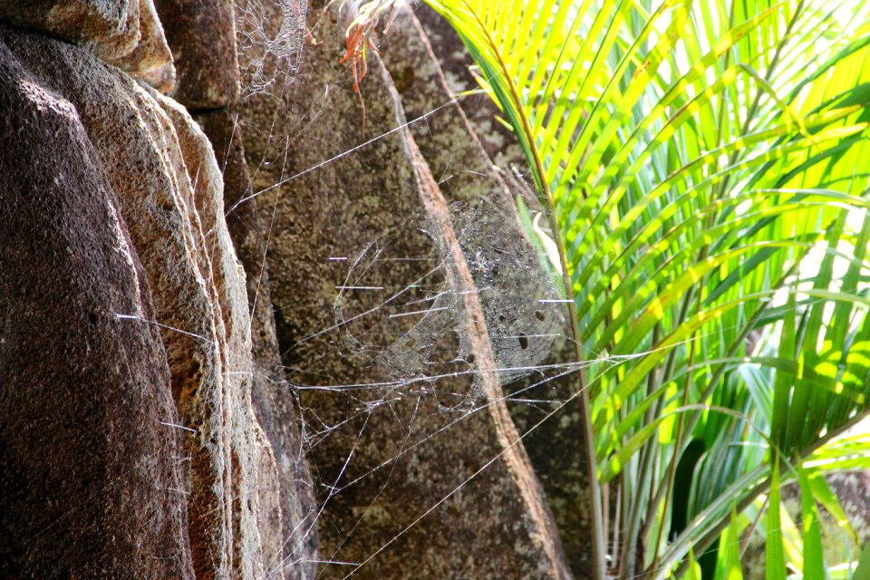 Plant seychelles tropical