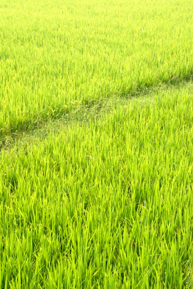 Rice fields asia landscape