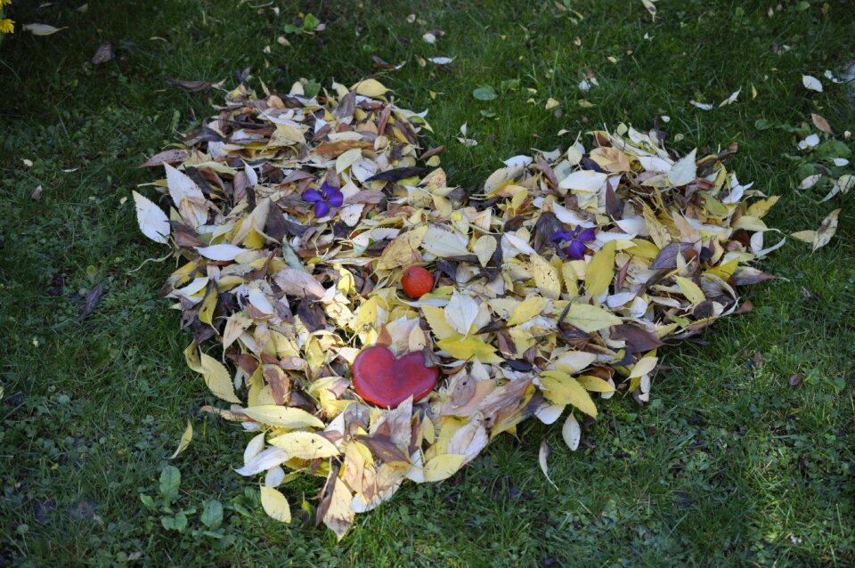 Leaves in the autumn fall color impression