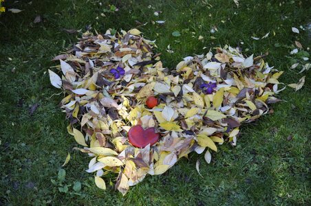 Leaves in the autumn fall color impression