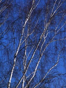 Winter log birch trunk photo
