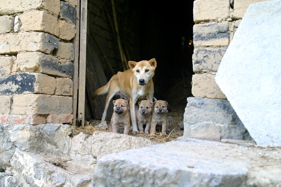 Dog puppies family