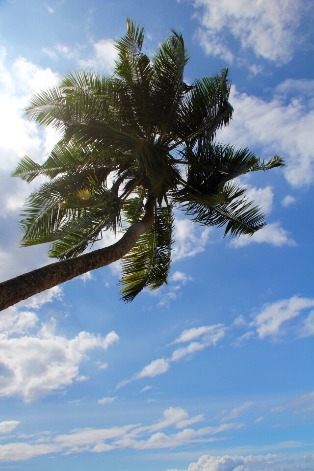 Tree exotic palm tree