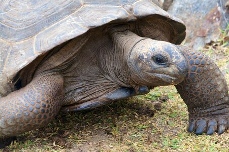 Speed seychelles tortoise