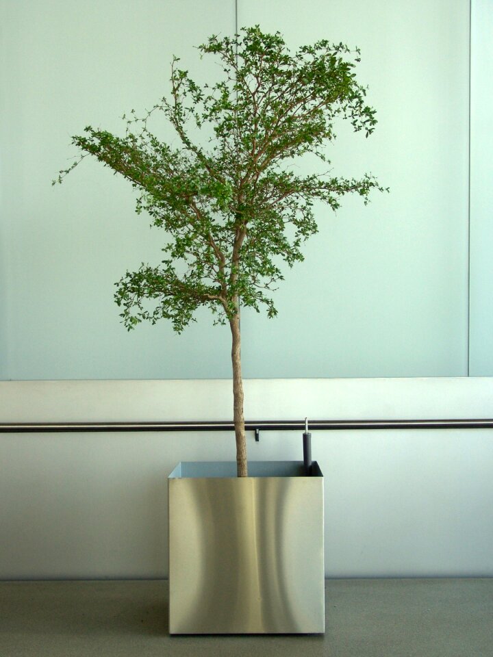 Potted plant office plant tree
