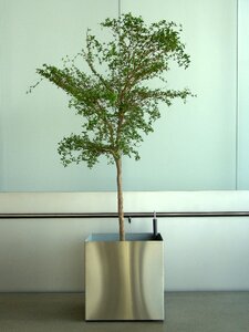 Potted plant office plant tree