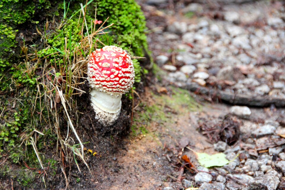 Mushrooms nature forest floor