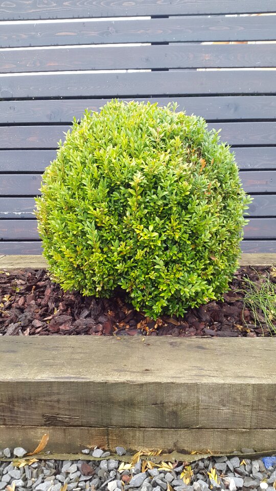 Ball garden nature